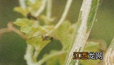 苦瓜蔓枯病有哪些症状和图片 苦瓜蔓枯病有哪些症状