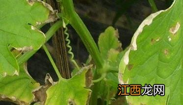 苦瓜白斑病的症状 苦瓜白斑病的传播途径