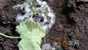 黄瓜长白毛了还能吃吗 黄瓜长白毛是怎么回事
