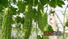 盆栽苦瓜种植技术与管理法 苦瓜种植技术与管理法