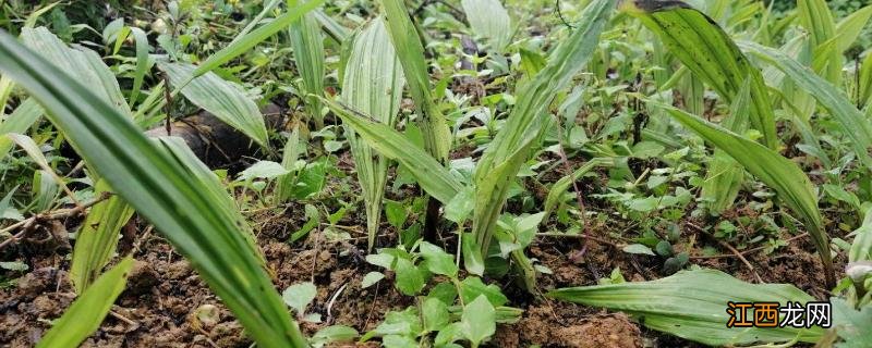 毛慈菇种植技术种子育苗 毛慈菇的育苗技术