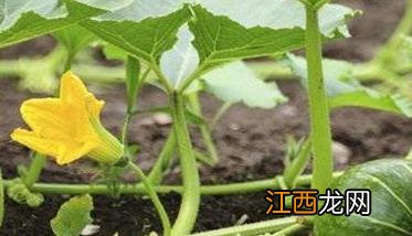 南瓜种植时间 南瓜种植时间和生长期