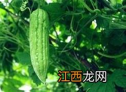 苦瓜泡水喝有什么功效和作用 苦瓜的营养价值及功效