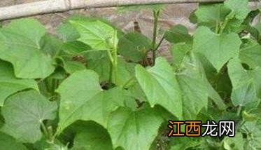 怎样种植合掌瓜种子 怎样种植合掌瓜