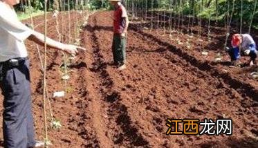 怎样种植合掌瓜种子 怎样种植合掌瓜