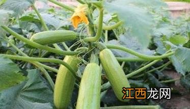 角瓜什么时候种植最好 角瓜种植方法和种植时间