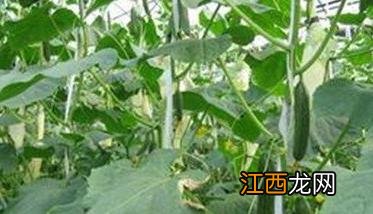 冬春茬黄瓜的栽培季节 冬春茬黄瓜什么时候定植