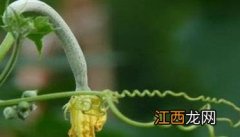 丝瓜烂花柱是什么病 丝瓜烂花怎么办