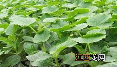 黄瓜无土栽培基质配方 黄瓜无土栽培营养液的管理须知