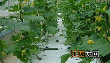 黄瓜无土栽培基质配方 黄瓜无土栽培营养液的管理须知