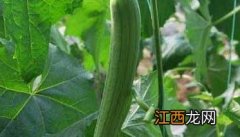 丝瓜高产种植技术视频 丝瓜高产种植技术