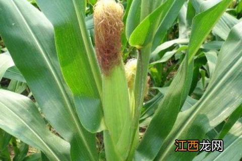 玉米种瑞普909表现特征,附简介 玉米种瑞普909怎么样