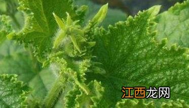 黄瓜花打顶怎样解决 黄瓜花打顶的原因及防治方法