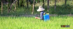 氯氟吡氧乙酸除草剂除什么草，对水稻安全吗