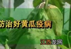 黄瓜疫病防治要点 黄瓜疫病的防治