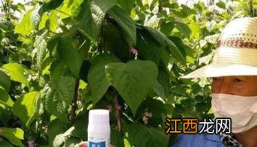 种豆角用什么做底肥，豆角如何追肥 种植豆角用什么肥料