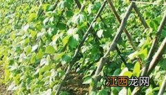 豆角种植的株距和行距是多少 豆角种植密度与间隔如何掌握