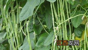 豆角分季节吗 豆角有几种，豆角是什么季节的蔬菜