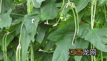 豆角分季节吗 豆角有几种，豆角是什么季节的蔬菜