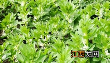 蚕豆种植季节 蚕豆种植时间是几月份