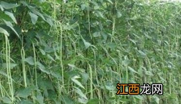 豇豆亩产量一般能达到多少 豇豆亩产量一般是多少斤