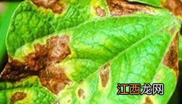 菜豆菌核病发病原因分析 菜豆菌核病发病原因