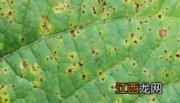 菜豆菌核病发病原因分析 菜豆菌核病发病原因