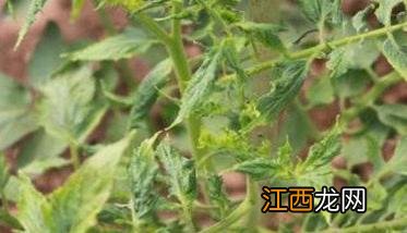 茄子病毒病的症状 茄子病毒病症状图片 特效药