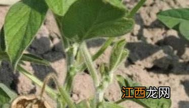 茄子病毒病的症状 茄子病毒病症状图片 特效药