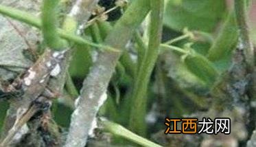 菜豆菌核病危害症状 菜豆菌核病危害症状是什么