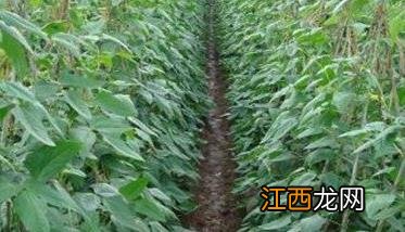 菜豆菌核病危害症状 菜豆菌核病危害症状是什么