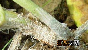 菜豆菌核病危害症状 菜豆菌核病危害症状是什么