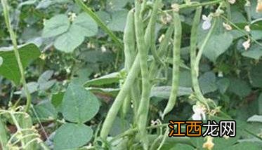 菜豆品种介绍大全 菜豆品种有哪些