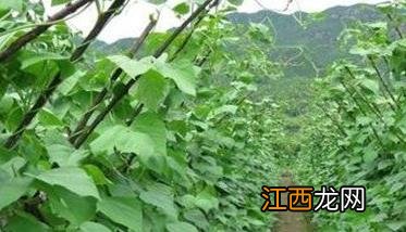 菜豆品种介绍大全 菜豆品种有哪些