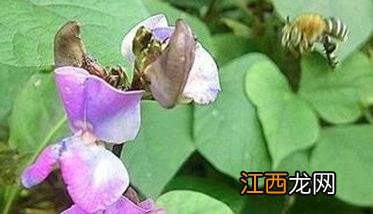 菜豆落花落荚的原因是什么?应如何防止落花落荚