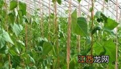 菜豆落花落荚的原因是什么?应如何防止落花落荚