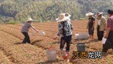 秋菜豆在栽培上应掌握哪些技术要点呢 秋菜豆在栽培上应掌握哪些技术要点