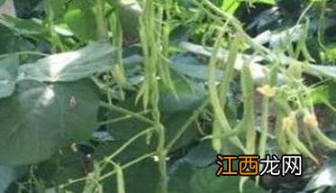 秋菜豆在栽培上应掌握哪些技术要点呢 秋菜豆在栽培上应掌握哪些技术要点