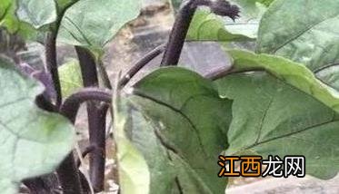 茄子黄萎病防治的方法有哪些 茄子黄萎病防治的方法