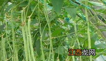 掌握豇豆种植方法，实现豇豆高产稳产的措施