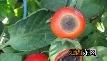 西红柿灰霉病怎么治 西红柿灰霉病怎么办