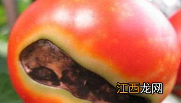 番茄筋腐病防治方法 番茄筋腐病有没有l特效药