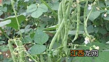 什么叫菜豆再生栽培 什么叫菜豆再生栽培呢