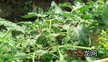 防治番茄卷叶的偏方 番茄卷叶子是什么原因