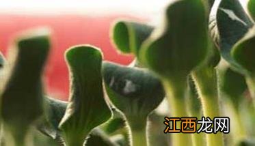 番茄播种时间 番茄种植方法和时间