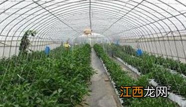 辣椒定植后的管理如何进行 辣椒移栽后如何管理