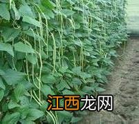 豆角整枝打杈技术 豆角整枝效益高