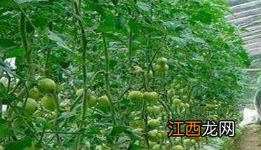 番茄落蔓方法图片 番茄落蔓方法