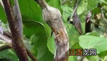 茄子烂果病防治图片 茄子烂果是怎么回事，怎样防治