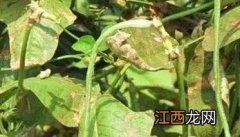 豇豆花叶病原是什么，豇豆花叶病怎么治